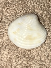 Chionopsis intapurpurea