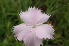 Dianthus zeyheri