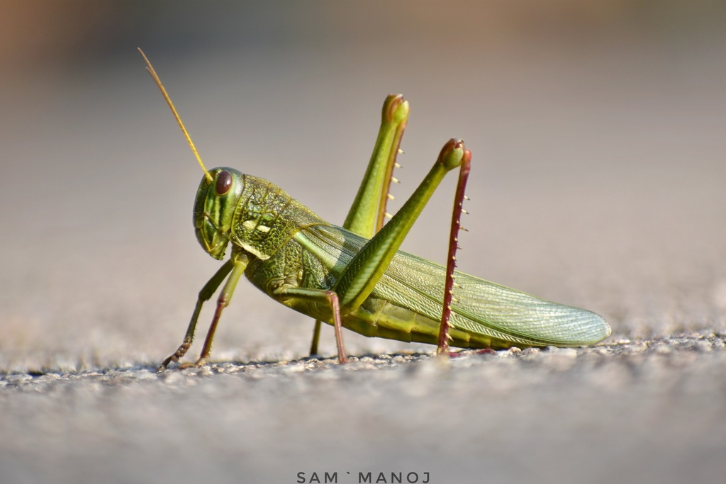 Large Green Grasshopper