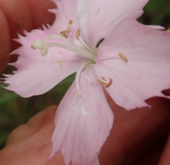 Dianthus zeyheri