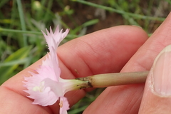 Dianthus zeyheri