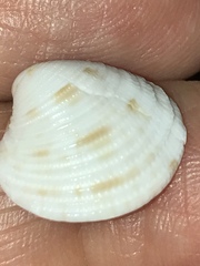 Chionopsis intapurpurea