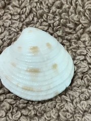 Chionopsis intapurpurea