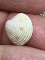 Chionopsis intapurpurea