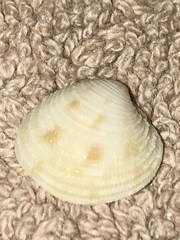 Chionopsis intapurpurea