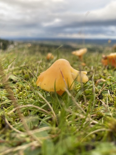 Golden Waxcap