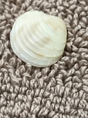 Chionopsis intapurpurea