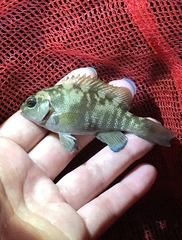 Girella elevata