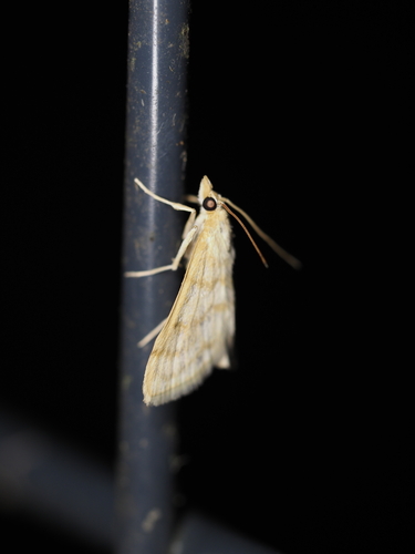 Paracorsia repandalis