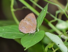 Arhopala amphimuta