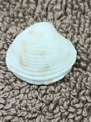Chionopsis intapurpurea