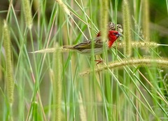 Quelea cardinalis