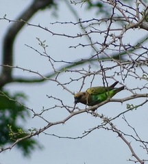Poicephalus meyeri