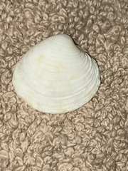 Chionopsis intapurpurea