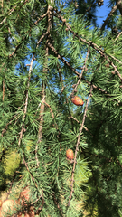 Larix laricina image
