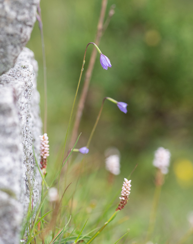 Long-sepal bellflower (Campanula aristata)
