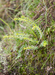 Saxifraga brachypoda, photograph Morten Ross, CC BY, iNaturalist via GBIF
