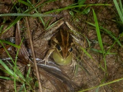 Litoria nasuta