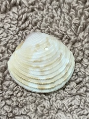 Chionopsis intapurpurea