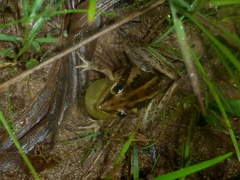 Litoria nasuta