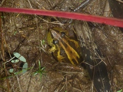 Litoria nasuta