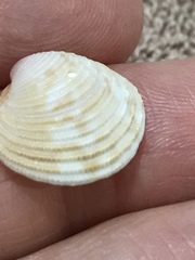 Chionopsis intapurpurea