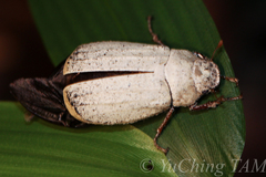 Cyphochilus apicalis