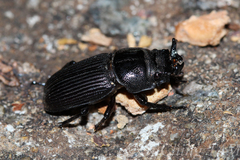 Nigidius sinicus