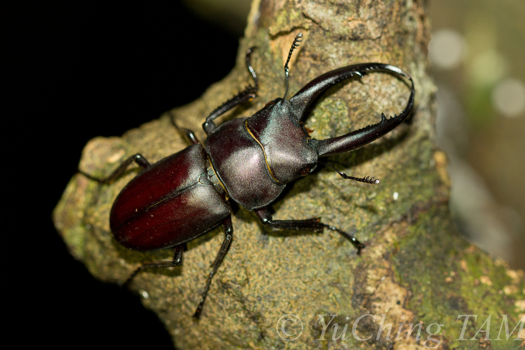 Epidorcus gracilis (世界犀金龟和锹形虫) · iNaturalist