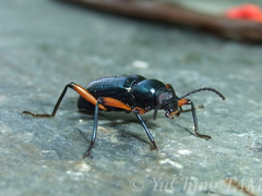 Strongylium erythrocephalum