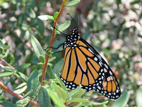 Monarch photographed in Montana