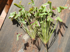 Oxalis stellata