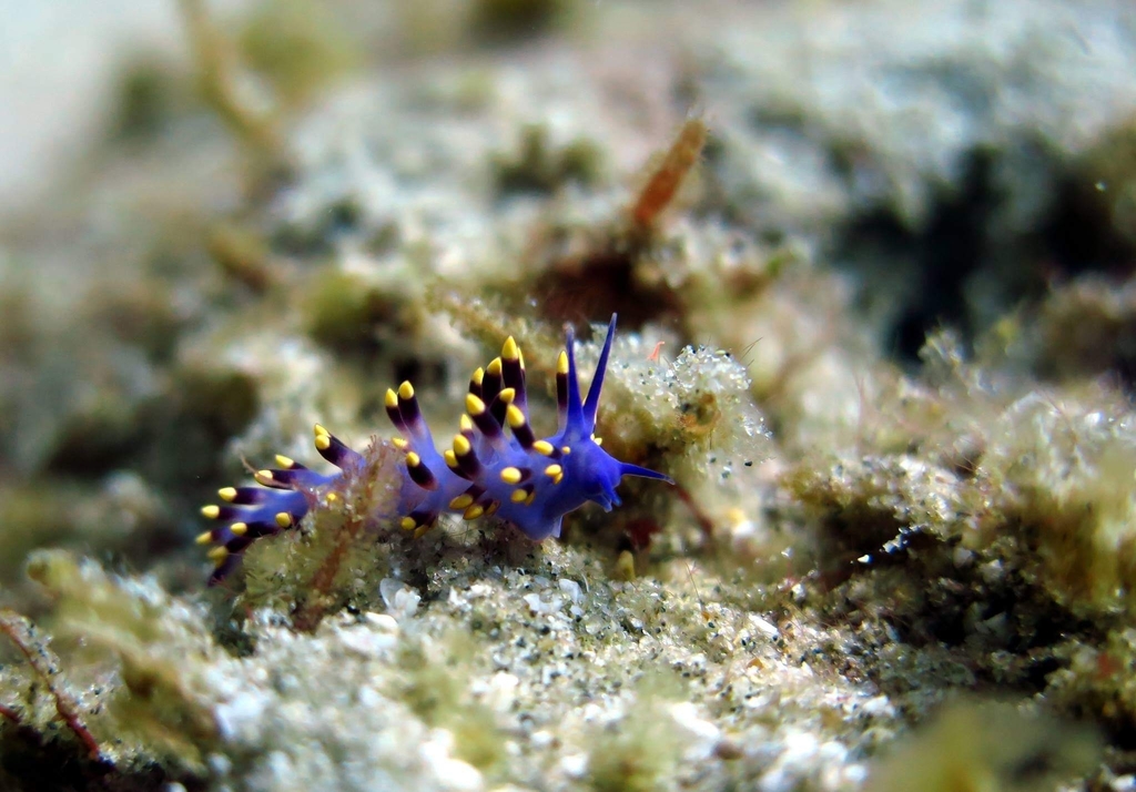 drab aeolid