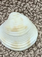 Chionopsis intapurpurea
