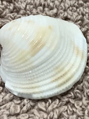 Chionopsis intapurpurea