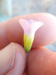 Oxalis stellata