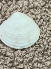 Chionopsis intapurpurea