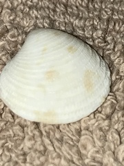 Chionopsis intapurpurea