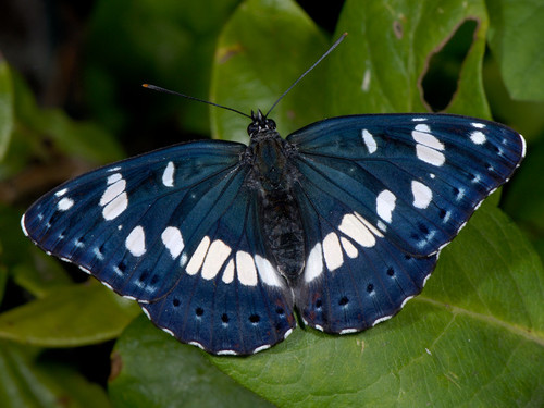 Southern White Admiral