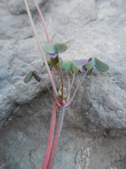 Oxalis stellata