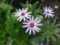 Pericallis lanata
