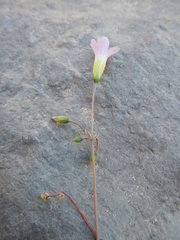 Oxalis stellata