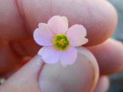 Oxalis stellata