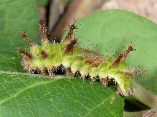 Southern White Admiral