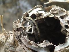 Emoia atrocostata