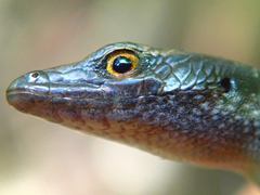 Emoia atrocostata