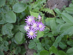 Pericallis echinata