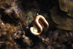 Sycozoa cerebriformis