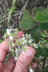 Rubus urticifolius