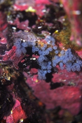 Clavelina moluccensis